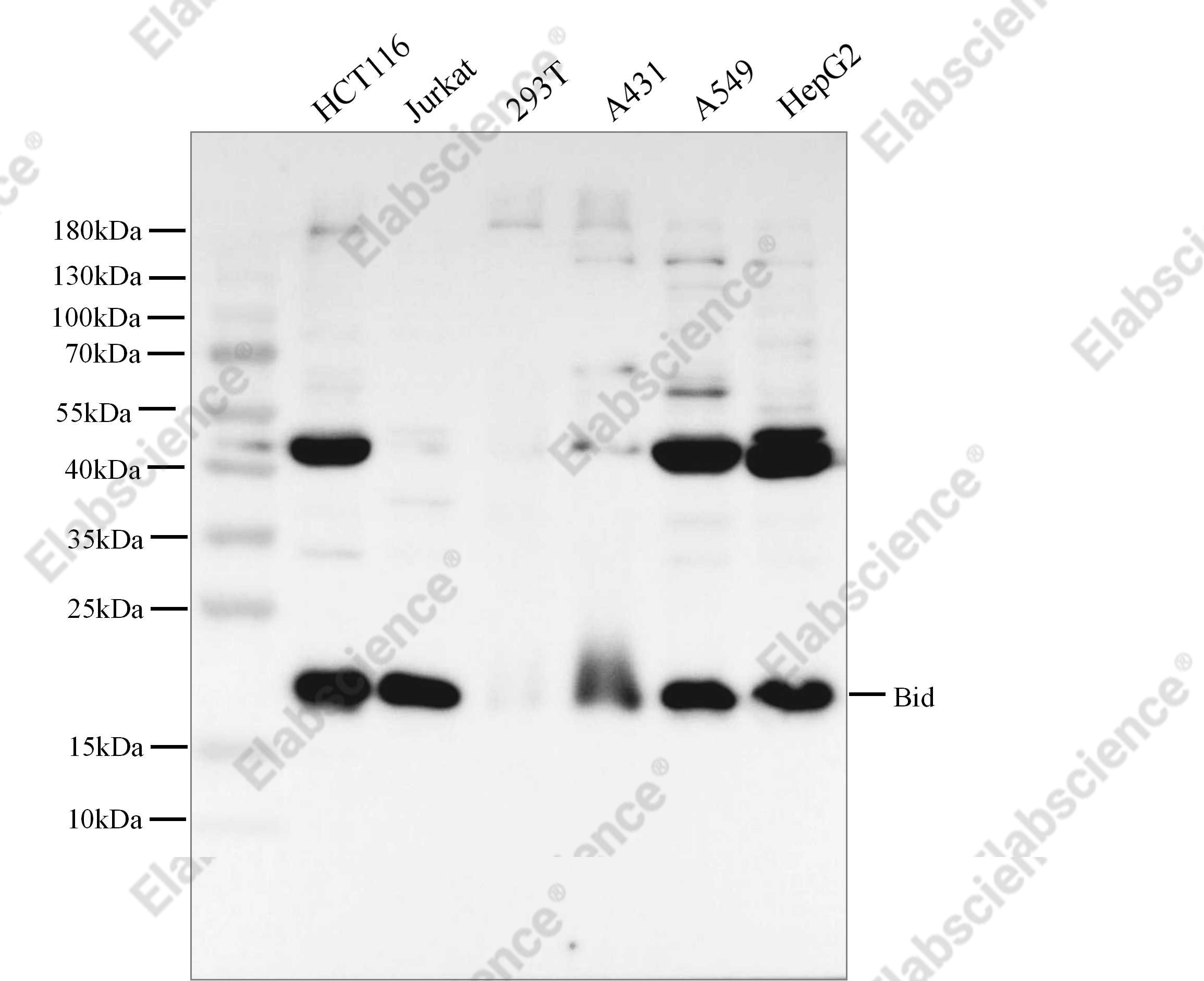 Recombinant BID Monoclonal Antibody - 2