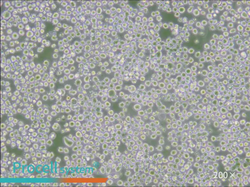 OKT 3 Cell Complete Medium - 4