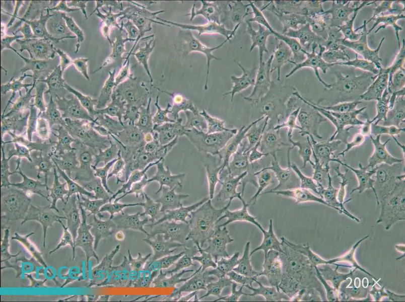 B16-F0 Cell Complete Medium - small - 5