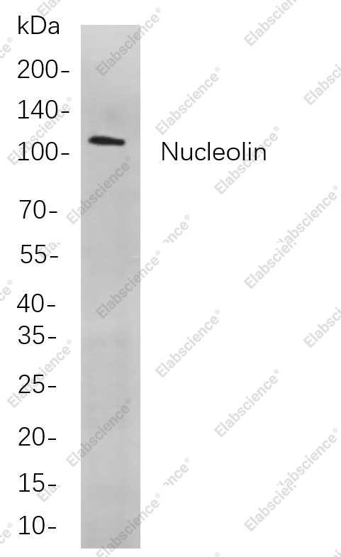 Recombinant Nucleolin Monoclonal Antibody - 1