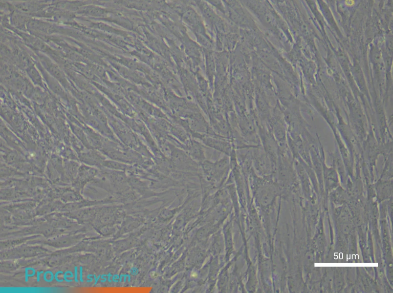 Human Synovial Cell Complete Medium - 4