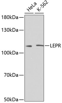 Western blot analysis of extracts of various cell lines using LEPR Polyclonal Antibody at dilution of 1:500.