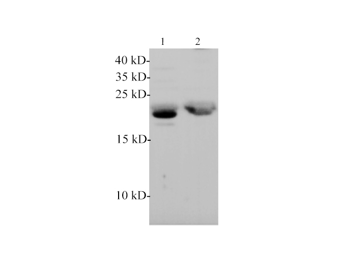 Western blotting with anti-FSH beta polyclonal antibody at dilution of 1:1000. Lane 1: Mouse pituitary lysate, Lane 2: Rat pituitary lysate.