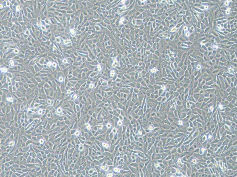 T24 [T-24] Cell Complete Medium - 2