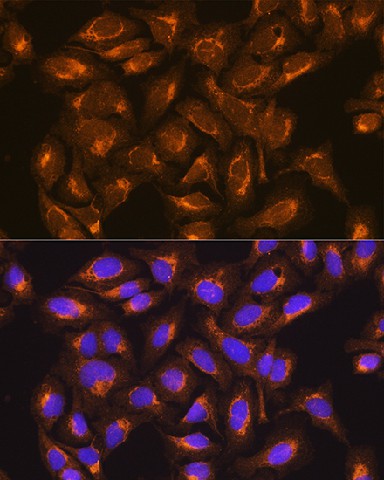 Immunofluorescence analysis of U2OS cells using SDHB Polyclonal antibody at dilution of 1:100. Blue: DAPI for nuclear staining.