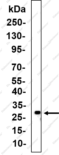 Recombinant Claudin 18.2 Monoclonal Antibody - 1