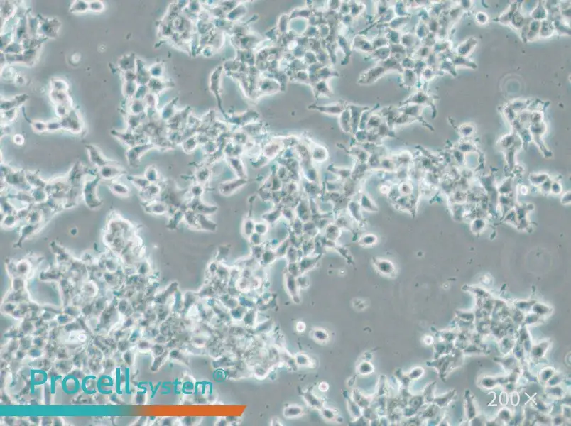 DMS 53 Cell Complete Medium - 5