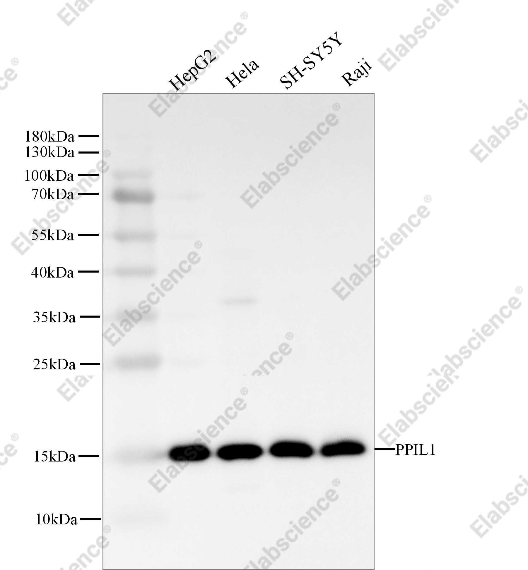 Recombinant PPIL1 Monoclonal Antibody - 1