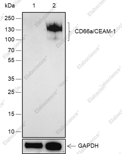 Recombinant CEACAM1 Monoclonal Antibody - 1