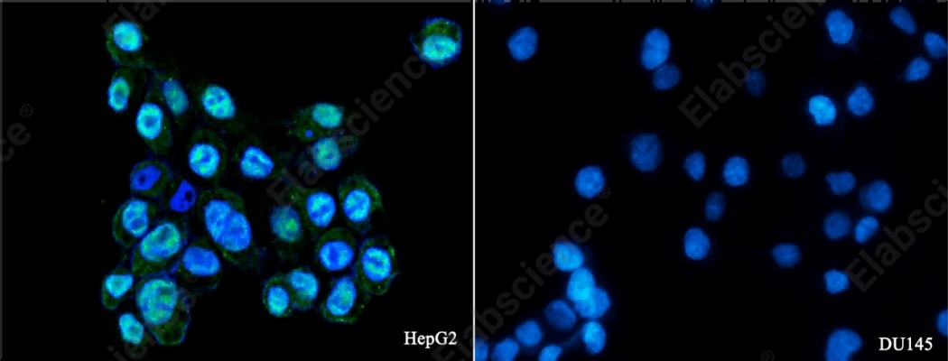 Androgen receptor/NR3C4 Monoclonal Antibody - 1