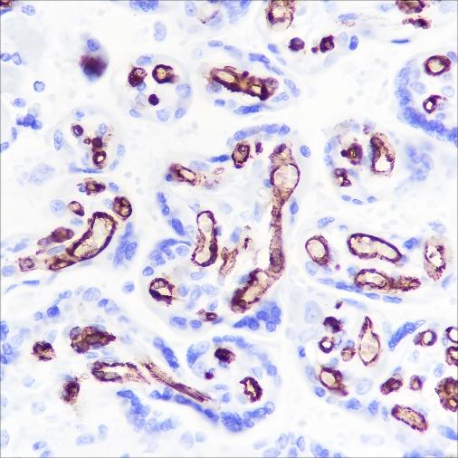 Recombinant CD32B Monoclonal Antibody - 3