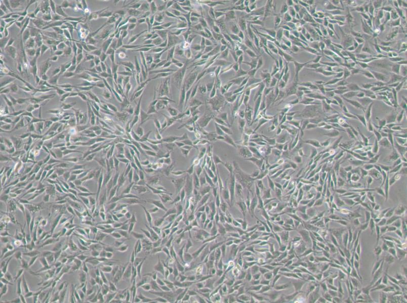 CCF-STTG1 Cell Complete MediumCCF-STTG1 Cell Complete Medium - 3
