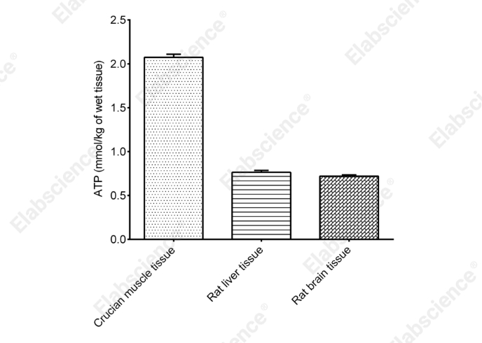 ATP Colorimetric Assay Kit - 2
