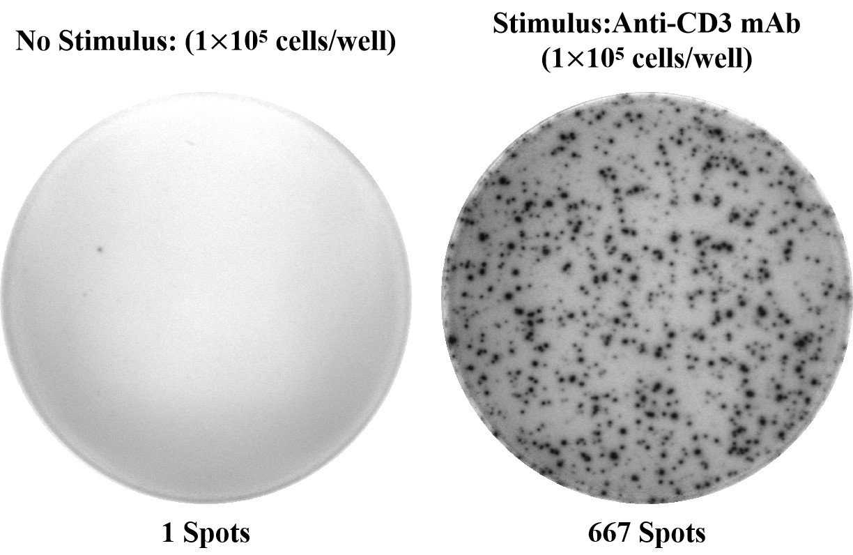 Mouse IFN-γ (Interferon Gamma) solid ELISPOT Kit-产品推荐-1
