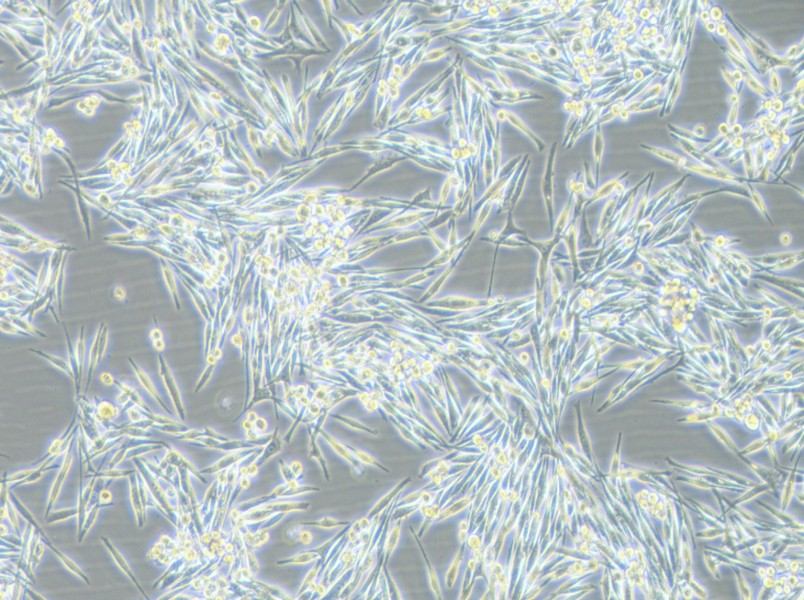 MP38 Cell Complete MediumMP38 Cell Complete Medium - 3