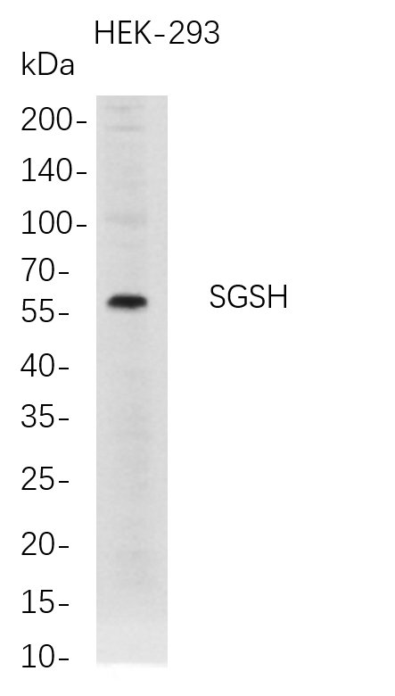 Recombinant SGSH Monoclonal Antibody-searchlist-1