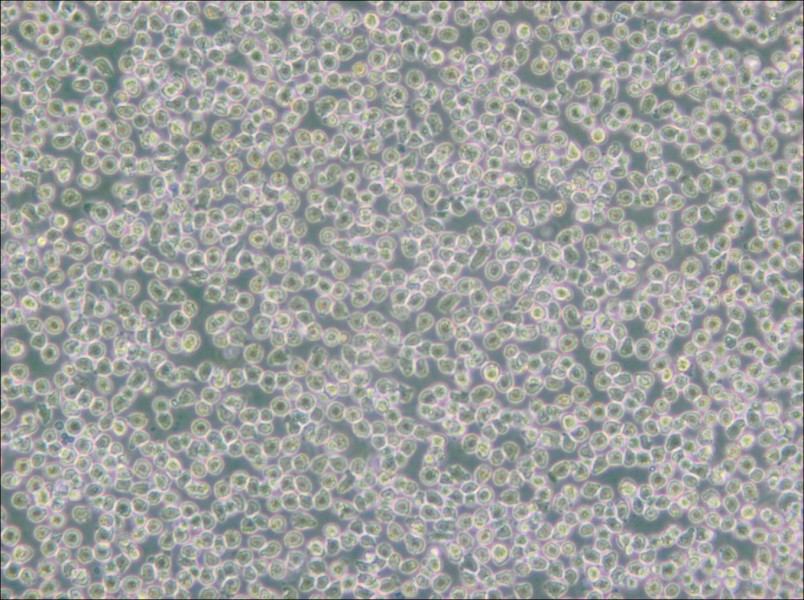 HAL-01 Cell Complete Medium - 3