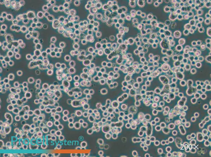 MDA-MB-134-VI (DMEM) Cell Complete Medium - 6