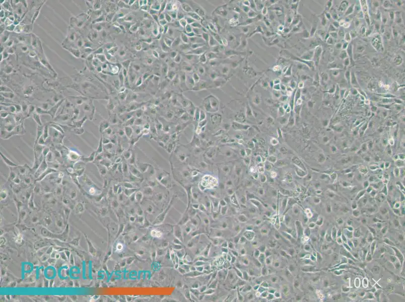 Kuramochi Cell Complete MediumKuramochi Cell Complete Medium - 3