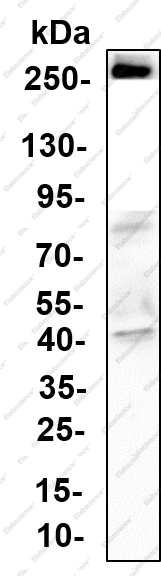 Recombinant Tenascin-C Monoclonal Antibody - 1