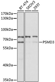 Western blot analysis of extracts of various cell lines using PSMD3 Polyclonal Antibody at 1:400 dilution.