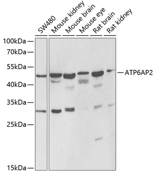 Western blot analysis of extracts of various cell lines using ATP6AP2 Polyclonal Antibody at 1:1000 dilution.