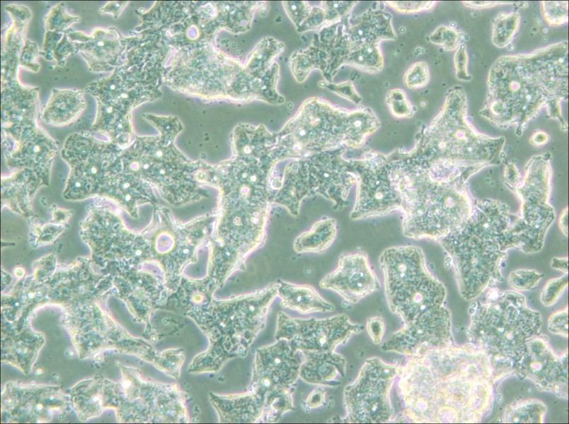 SW948 (DMEM) Cell Complete Medium - 4