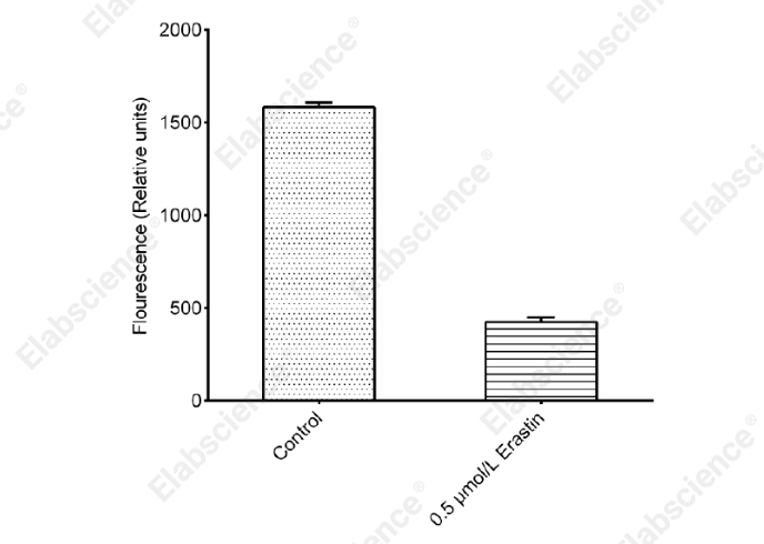 Cystine Uptake Fluorometric Assay Kit - 1