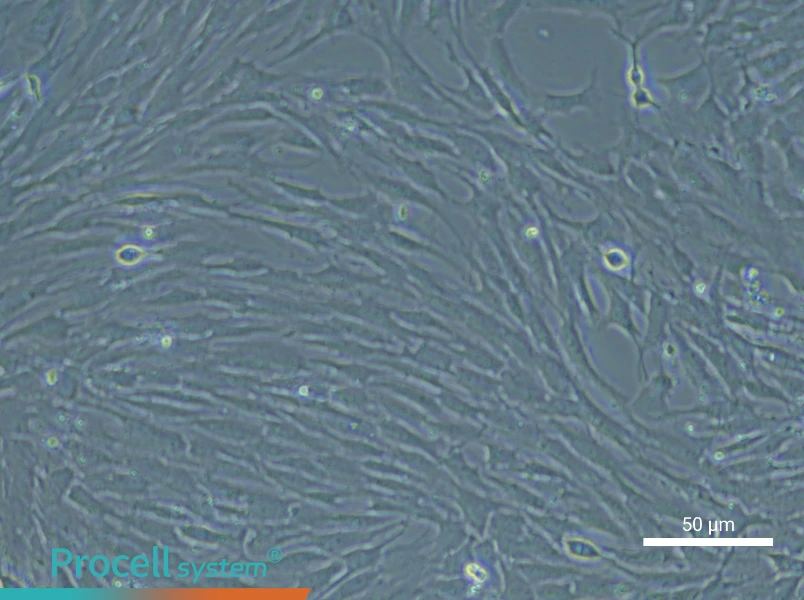Rat Esophageal Smooth Muscle Cell Complete Medium - small - 4
