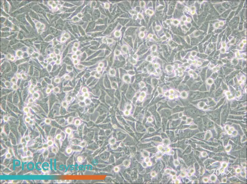 PaTu 8988t Cell Complete Medium - small - 6