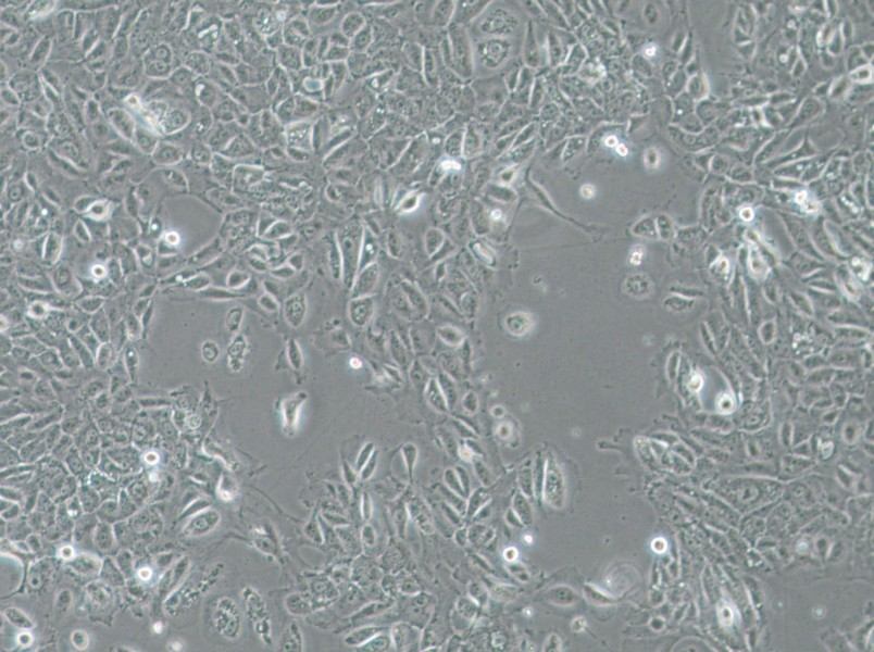 NCI-H1666 Cell Complete Medium-searchlist-1