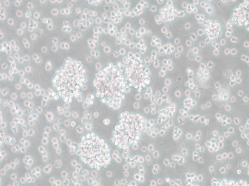 SU-DHL-6 Cell Complete Medium - small - 5