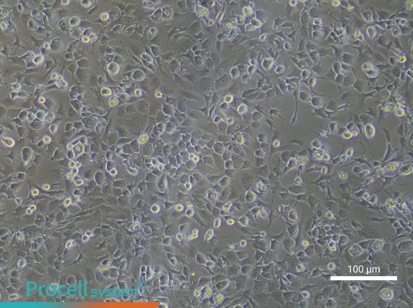 Mouse Chondrocyte Complete Medium - 1