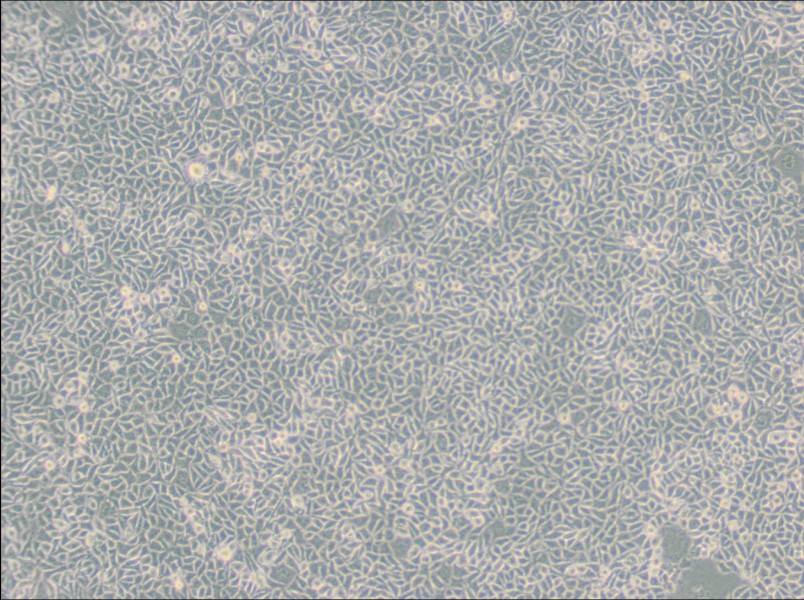 B82 Cell Complete Medium-searchlist-1