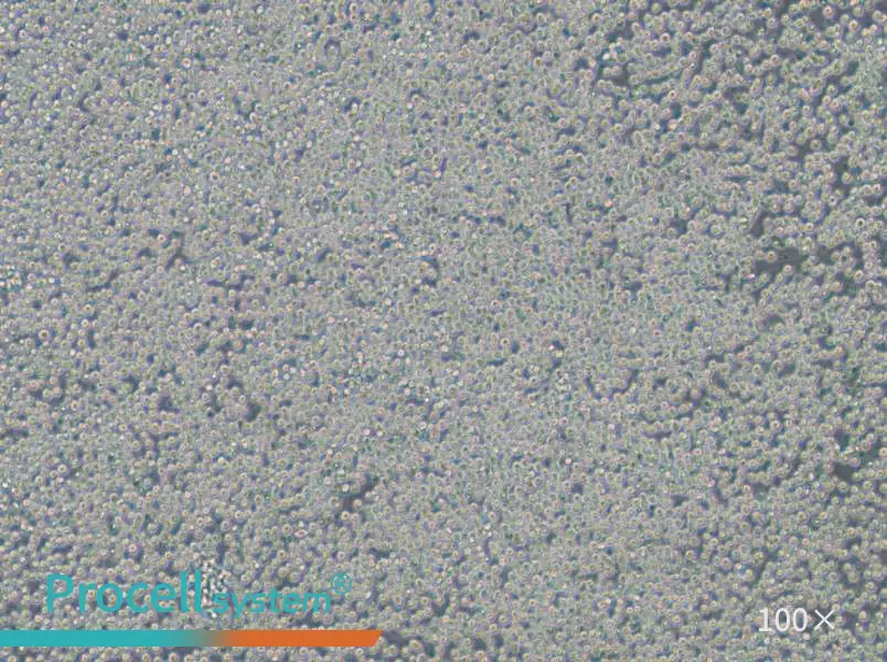 EOL-1 Cell Complete Medium - 1