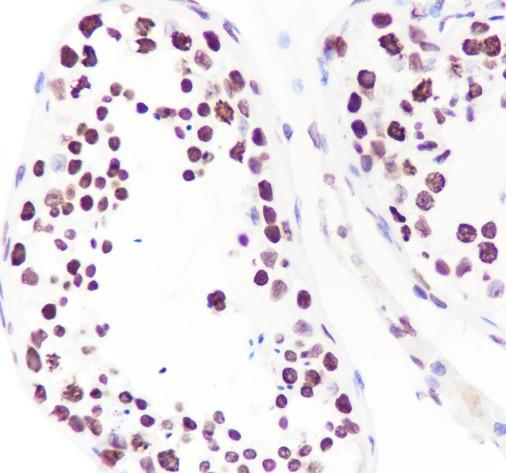 Recombinant Histone H3 (CT) Monoclonal Antibody - small - 8