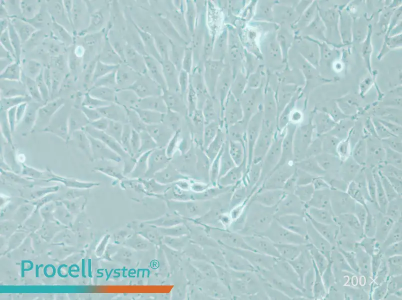 IPEC-J2 Cell Complete Medium - 4