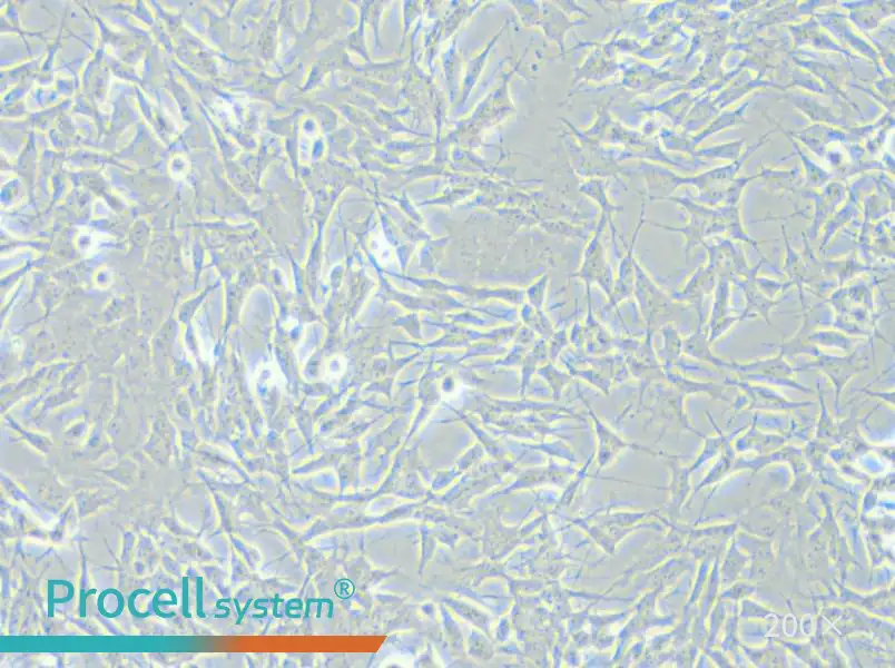 SH-SY5Y [SHSY-5Y] Cell Complete Medium - small - 6