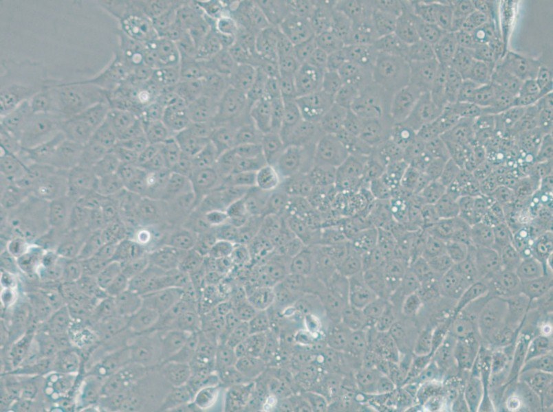 UM-SCC-1 Cell Complete Medium - 5