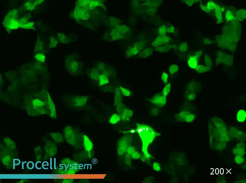 Hep G2-GFP - 4