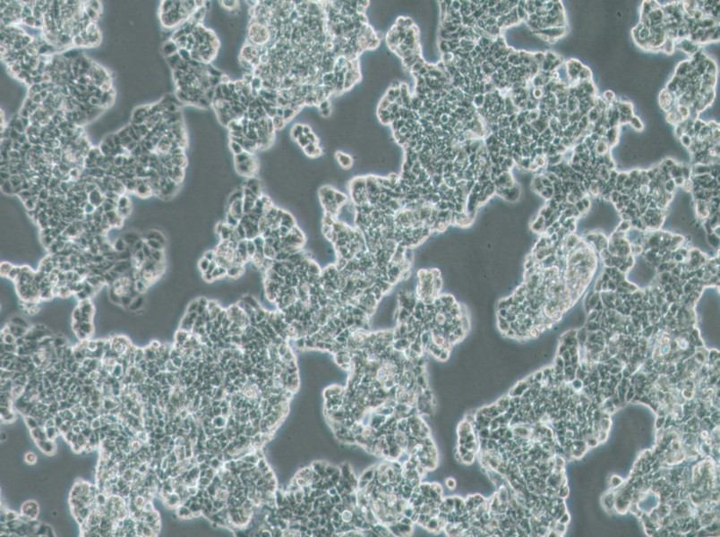 MCF7 [MCF-7] Cell Complete Medium-searchlist-1