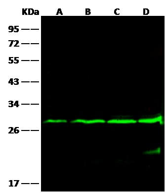 BCL2/Bcl-2 Monoclonal Antibody-searchlist-1