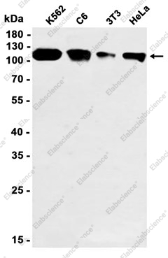 Recombinant POLD1 Monoclonal Antibody - 1