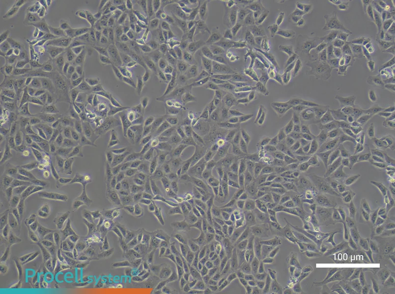 Vero Cell Complete Medium - 1