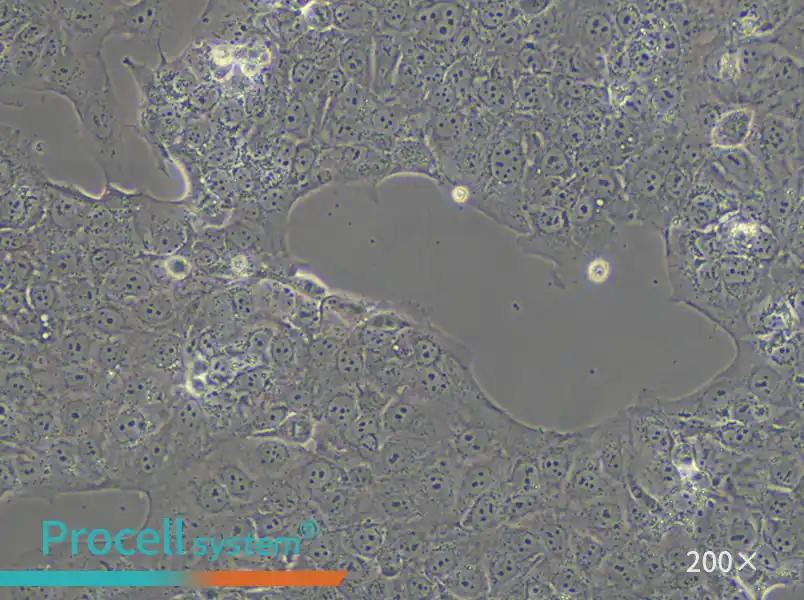 JEG-3 Cell Complete Medium - small - 4