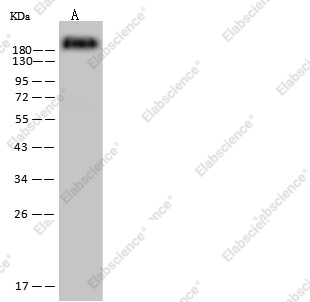 CD45/Ptprc Monoclonal Antibody - 1