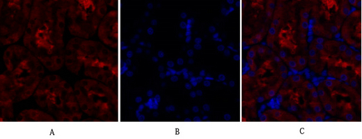 Recombinant GSK3β Monoclonal Antibody - small - 4