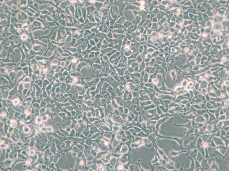 293 [HEK-293] Cell Complete Medium - small - 6