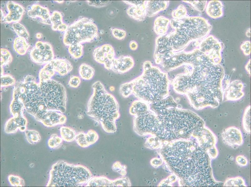 LS513 Cell Complete Medium - 5