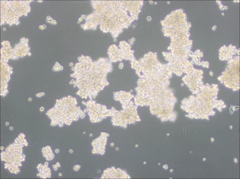 D341Med Cell Complete MediumD341Med Cell Complete Medium - 3